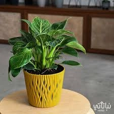 نبات فيلودندرون