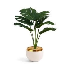 نبات زينة مونستيرا