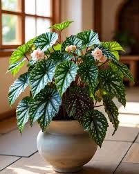 نبات بيغنيا