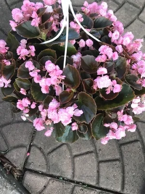 نبات زينة بيغونيا روز