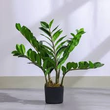 نبات زنجباري