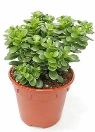 نبات كراسولا (شجرة المال)