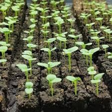 تربة معشّبة للنباتات الزينة 5 لتر