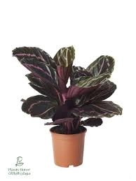 بذور كالاثيا