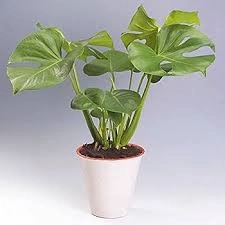 بذور مونستيرا نادرة