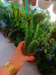 بذور سانسيفيريا جوهرة