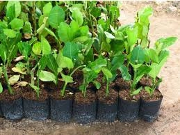 بذور شجرة ليمون مصغرة