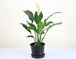 بذور زهرة السلام (Peace Lily)