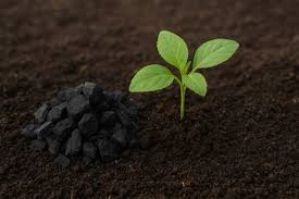 بياض تربة بالفحم النباتي