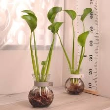 تركيبة تعزيز امتصاص الماء