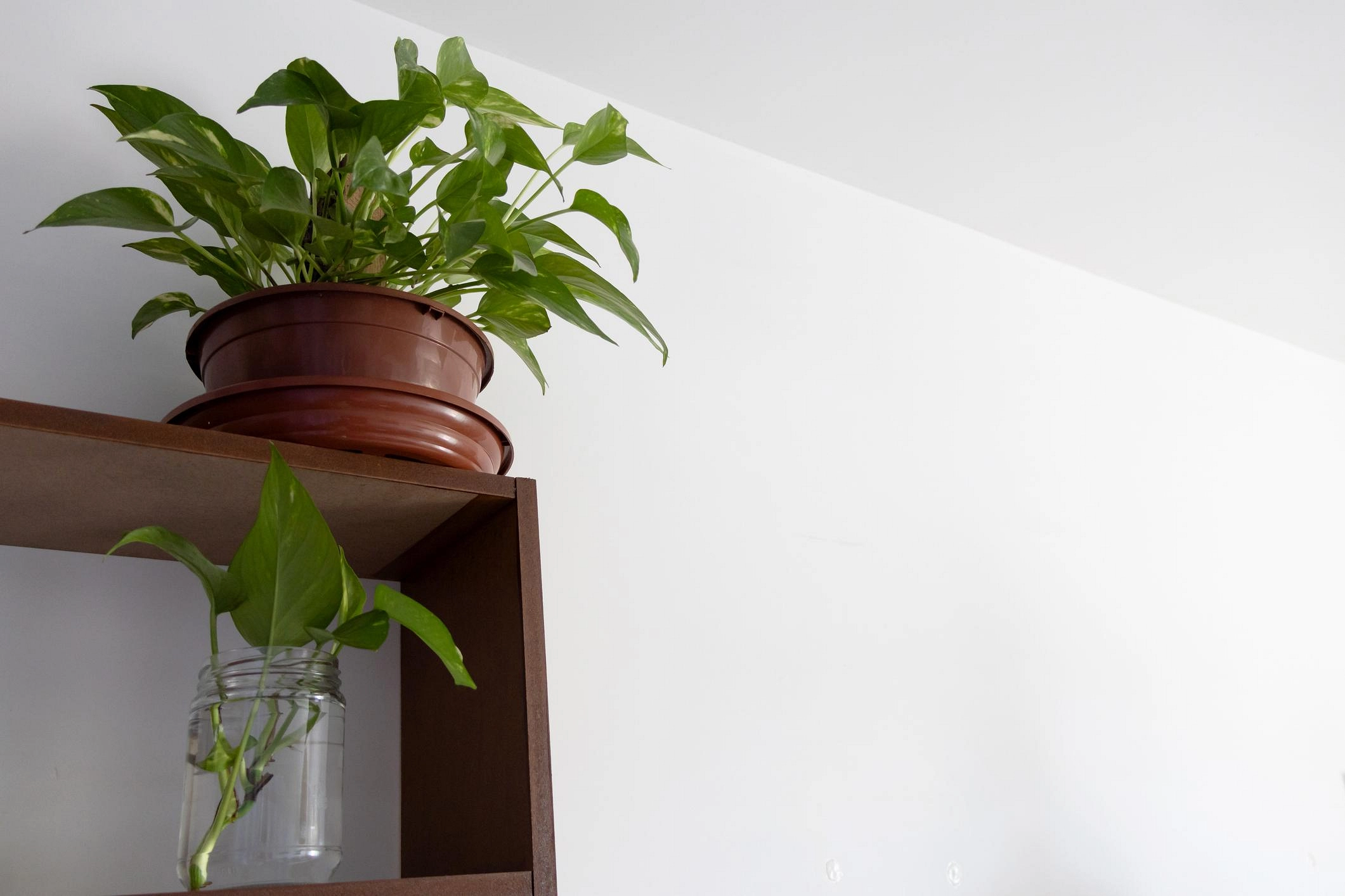 دليل المبتدئين للعناية بالنباتات الداخلية