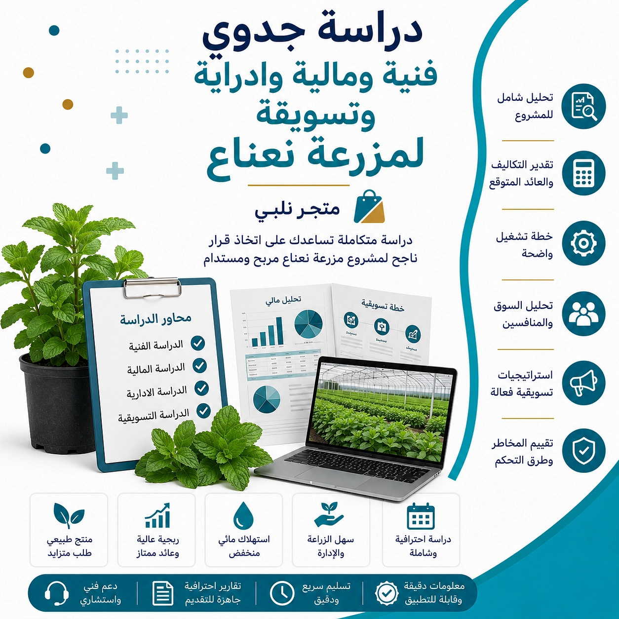 دراسة جدوي فنية ومالية وادراية وتسويقة لمزرعة نعناع